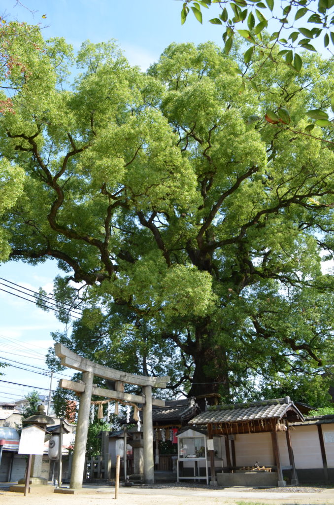 A giant leafy, green tree towers over the stone torii gate of Imagumano Shrine